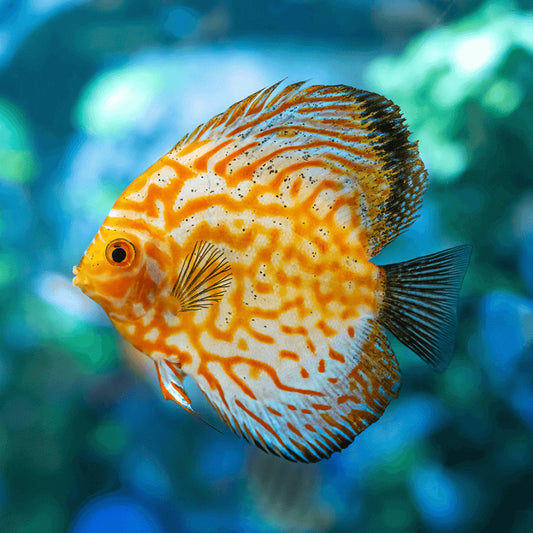 Discus Yellow Checkerboard (Maldives) Size: L 3" to 4"