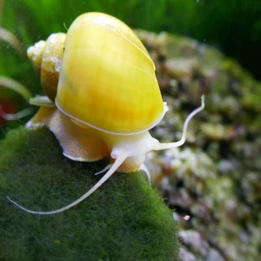 Yellow Apple Snail Size : XL 1.5"  to 2"