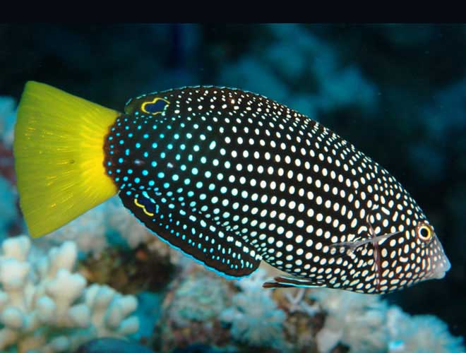 Yellowtail Tamarin Wrasse - Violet Aquarium