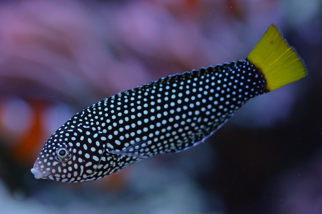 Yellowtail Tamarin Wrasse - Violet Aquarium