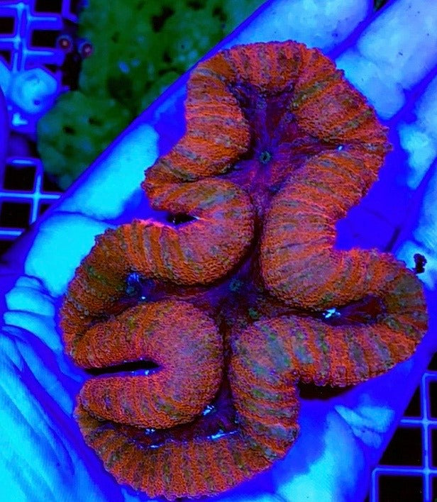 Colored Lobophyllia Coral