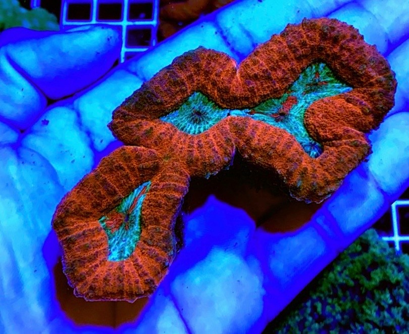 Colored Lobophyllia Coral