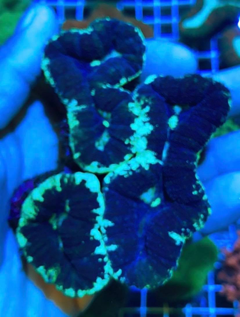 Colored Lobophyllia Coral