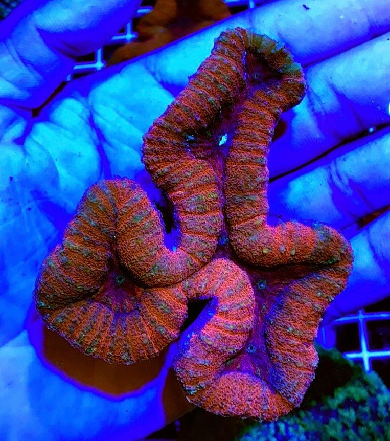 Colored Lobophyllia Coral