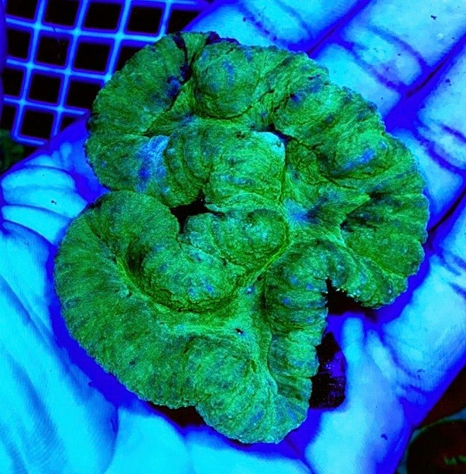 Colored Lobophyllia Coral