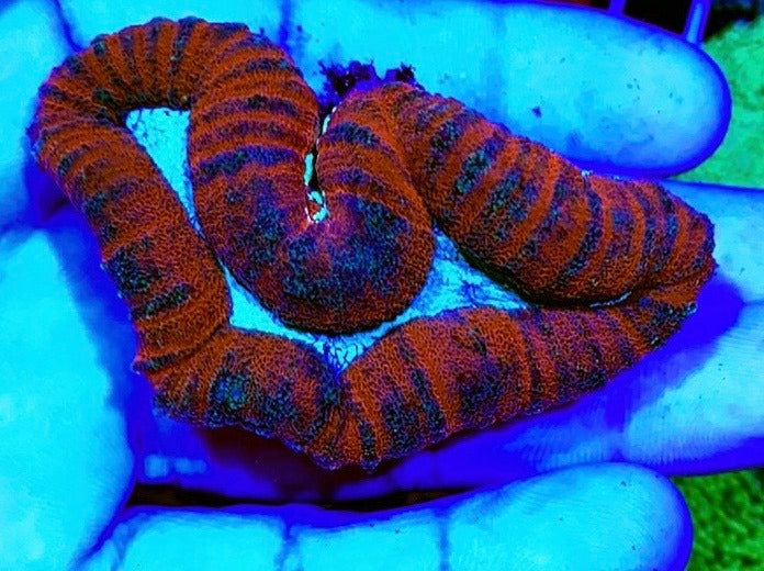 Colored Lobophyllia Coral