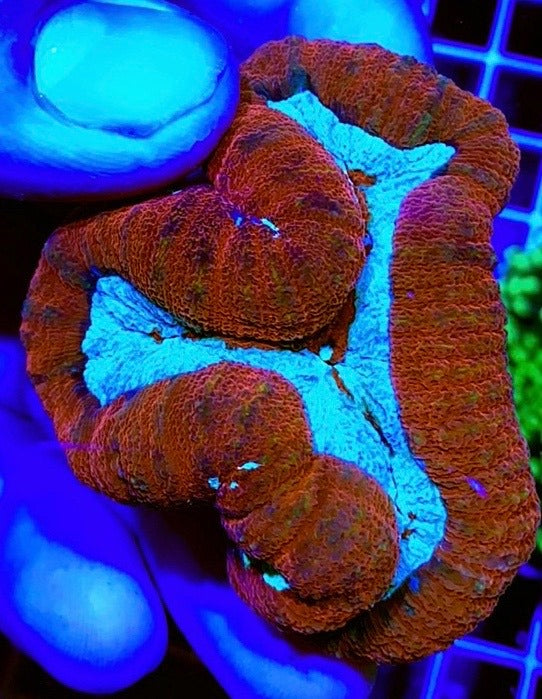 Colored Lobophyllia Coral