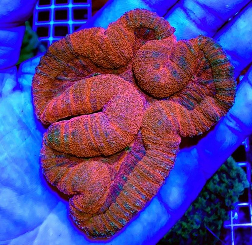 Colored Lobophyllia Coral