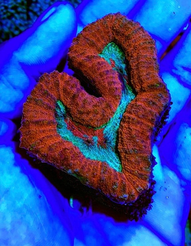 Colored Lobophyllia Coral