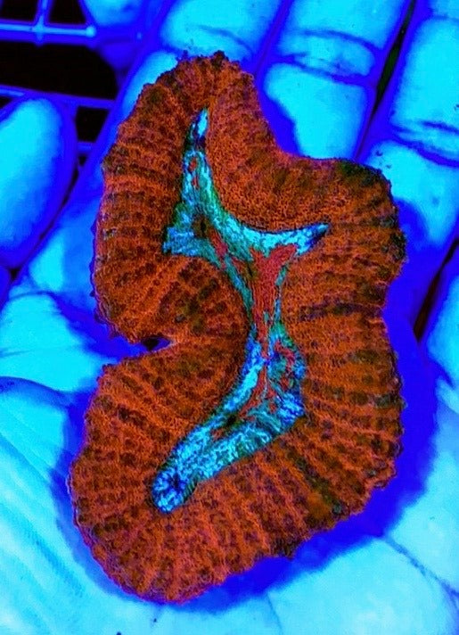 Colored Lobophyllia Coral