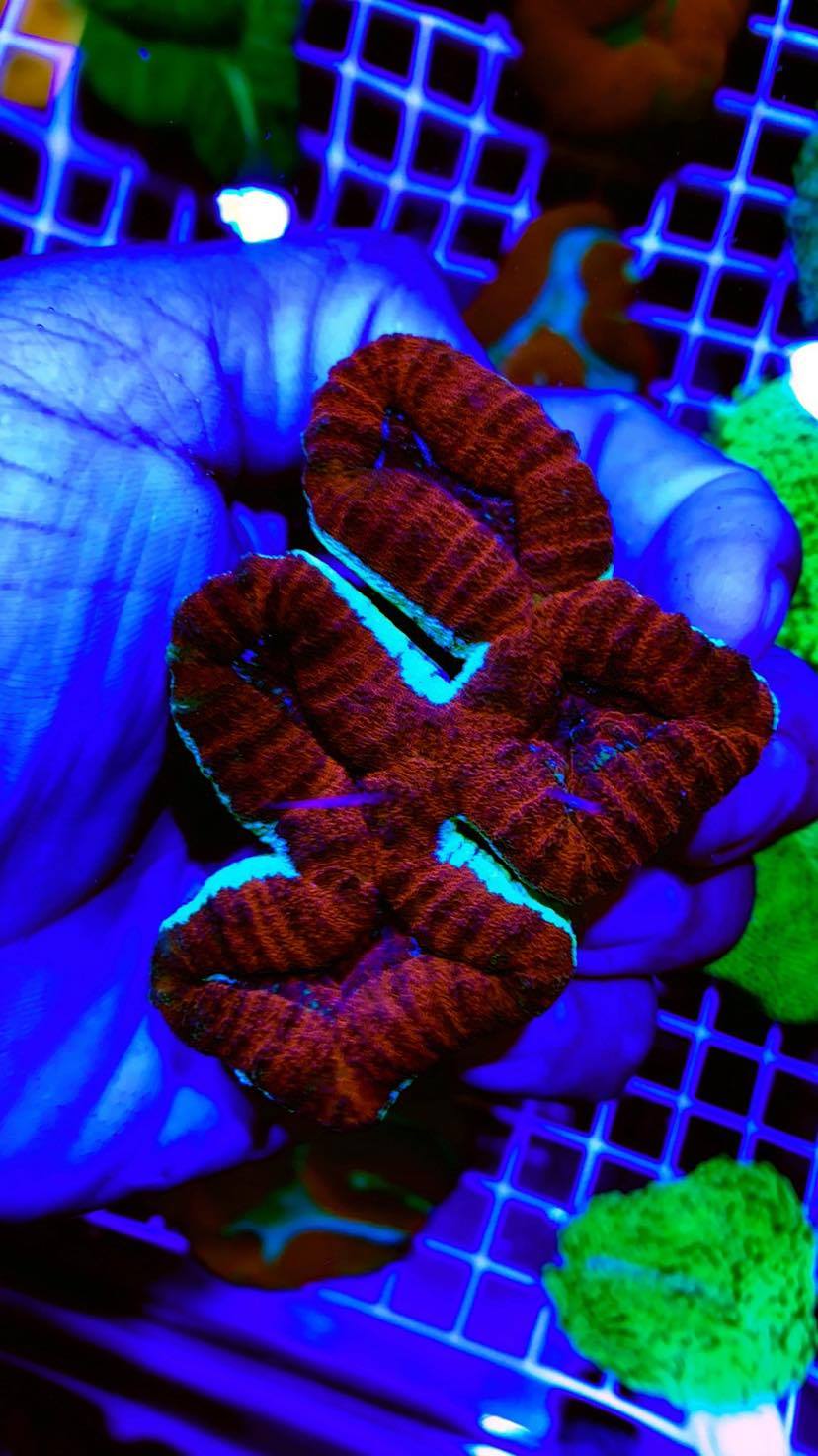 Colored Lobophyllia Coral