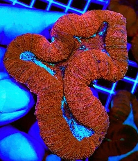 Colored Lobophyllia Coral