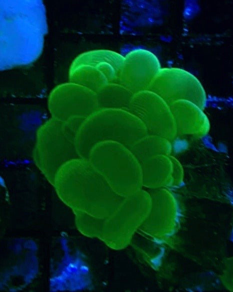 Green Bubble Coral