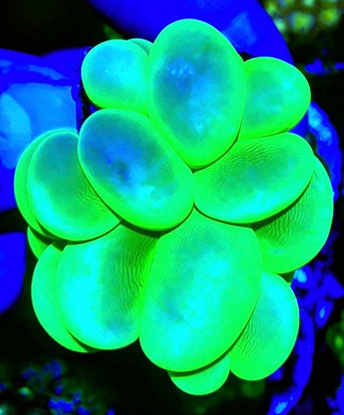 Green Bubble Coral