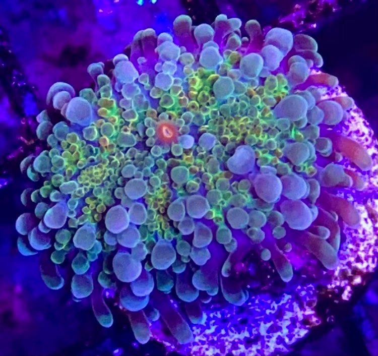 Rainbow Yuma Mushroom Frag