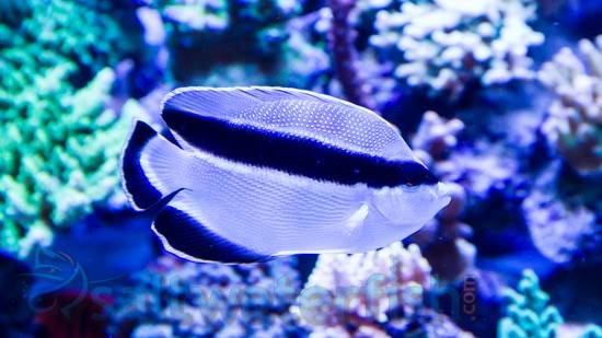 Bandit Angelfish - Violet Sea Fish and Coral