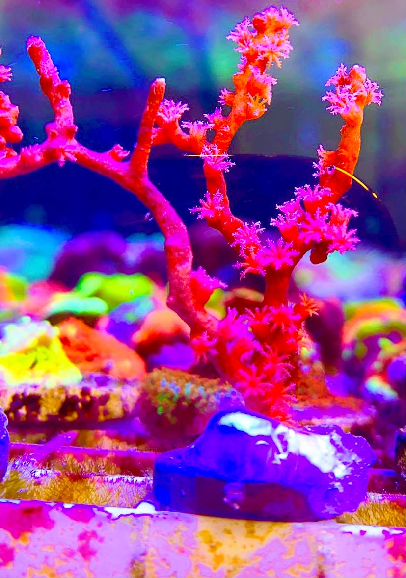 Red Finger Gorgonian