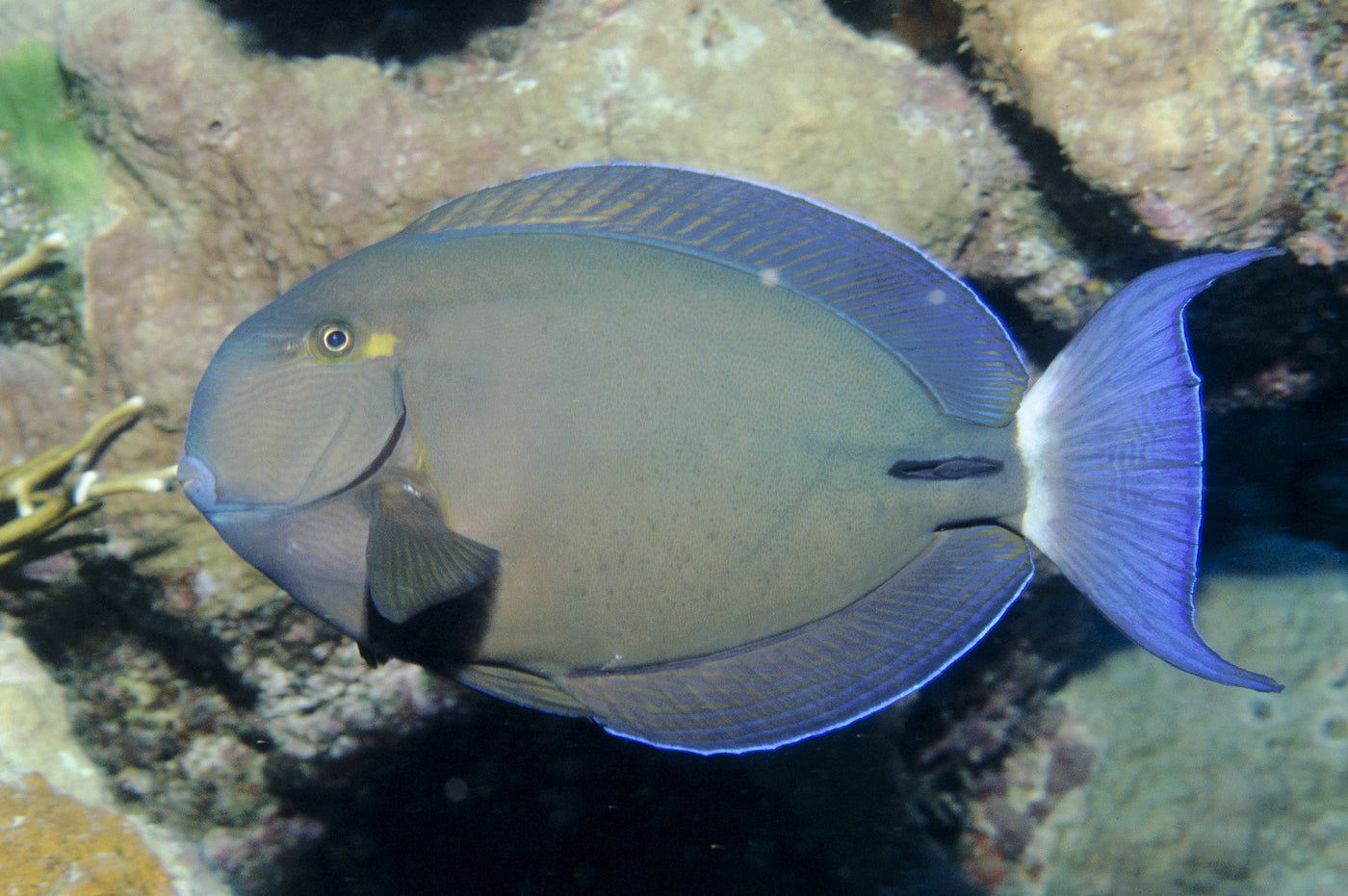 Blochii Tang - Violet Sea Fish and Coral