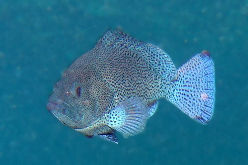 Blue Cod Grouper