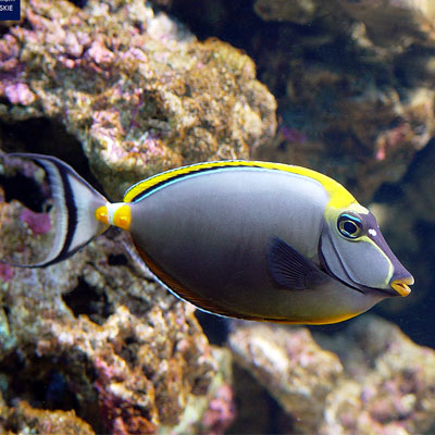 Blonde Naso Tang - Violet Aquarium