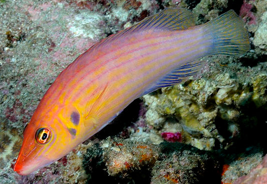 Eightline Wrasse Size: Tiny 1" or Below