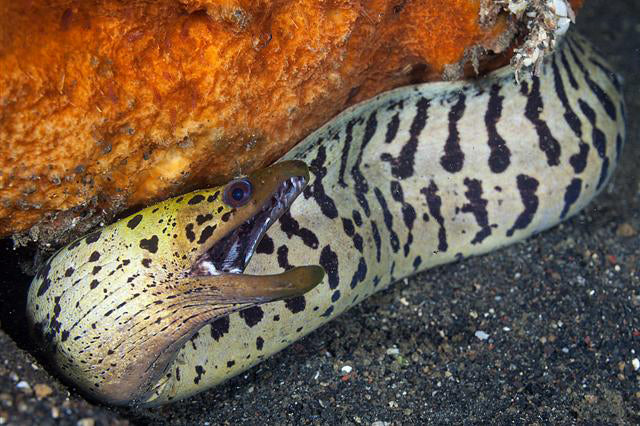 Fimbriated yellow Head White Moray Eel Size: S 6"-10"