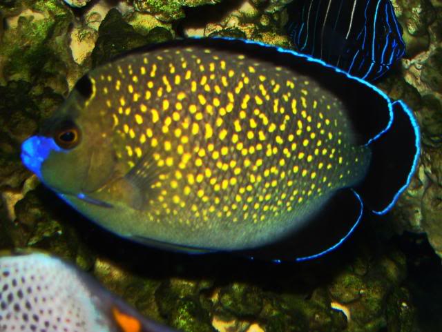 Goldflake Angelfish (Captive Breed) – Violet Aquarium