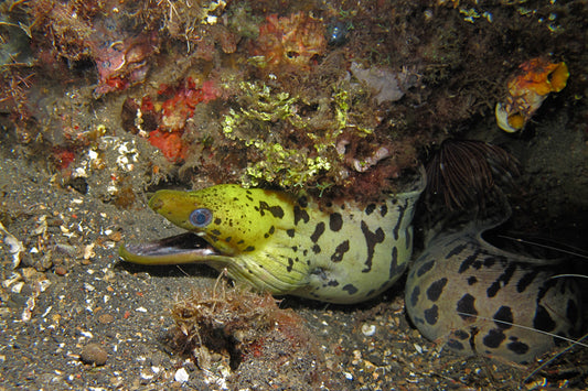 Fimbriated yellow Head White Moray Eel Size: M 10"-14"