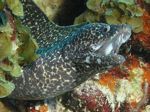 White Spotted Moray Eel