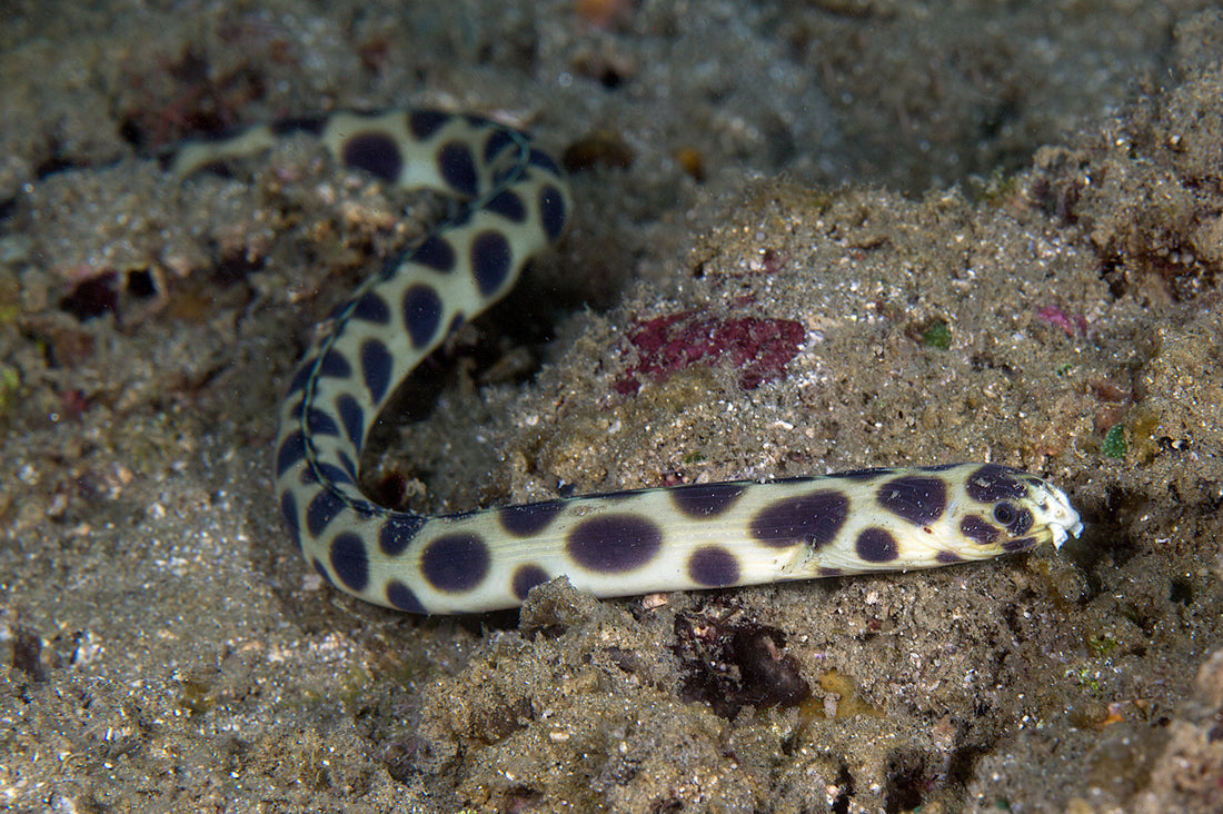 Leopard Snake Eel