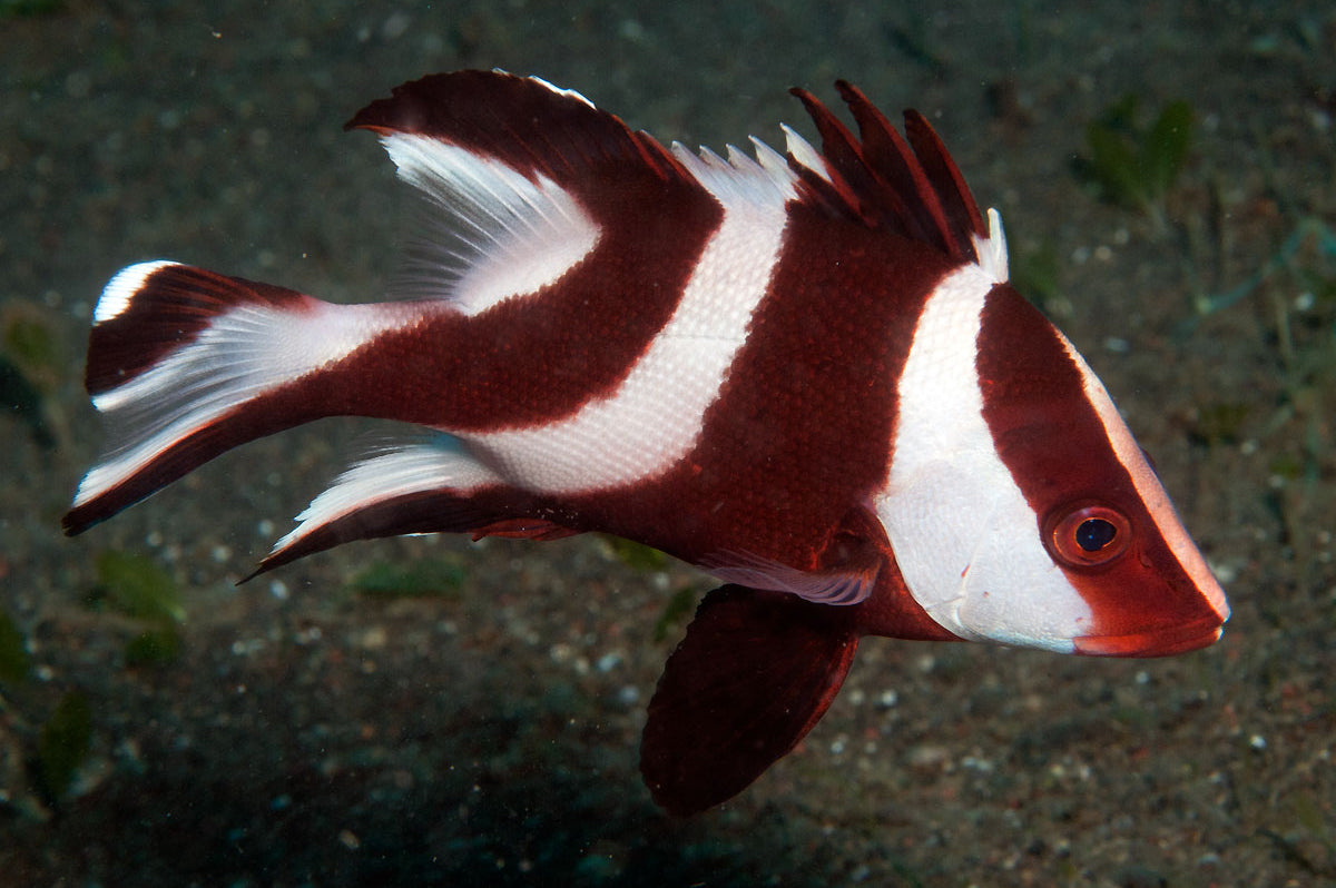 Emperor Snapper - Violet Sea Fish and Coral