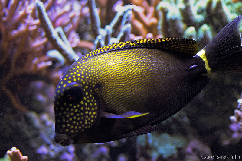 Maculiceps Tang - Violet Aquarium