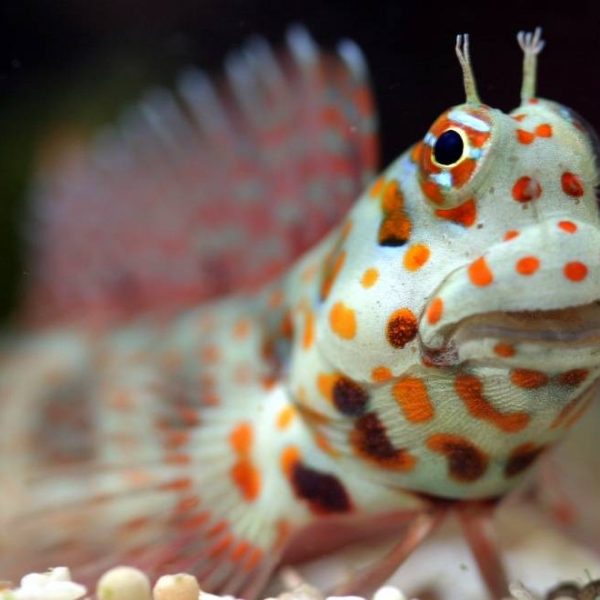 Orange Spotted Blenny (Maldives) - Violet Aquarium