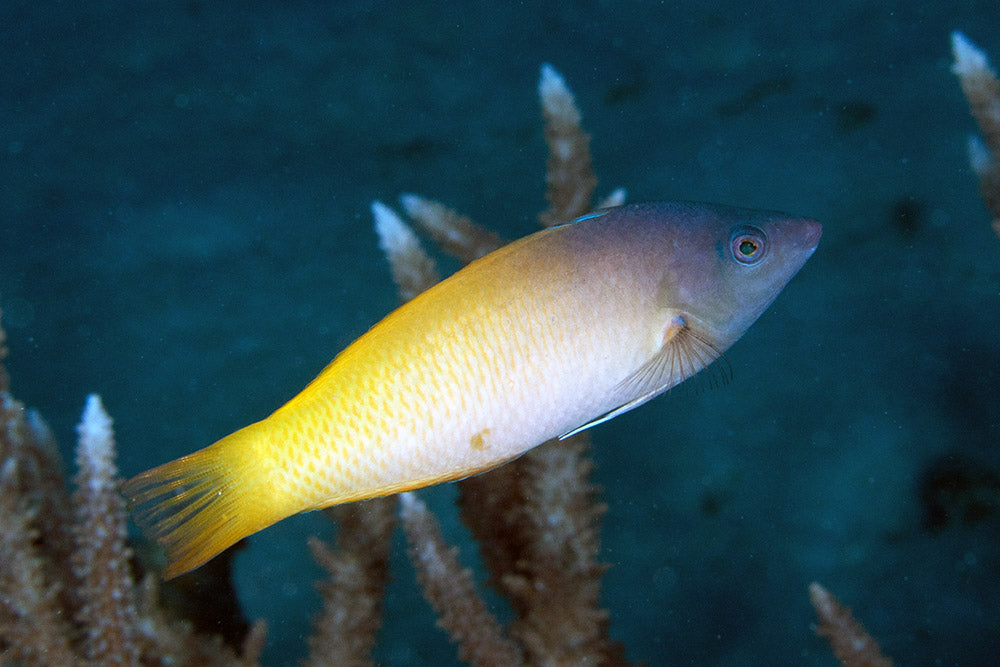 Two Tone Wrasse - Violet Sea Fish and Coral