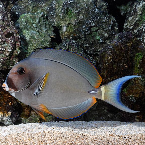 Pale Lipped white Spine Tang