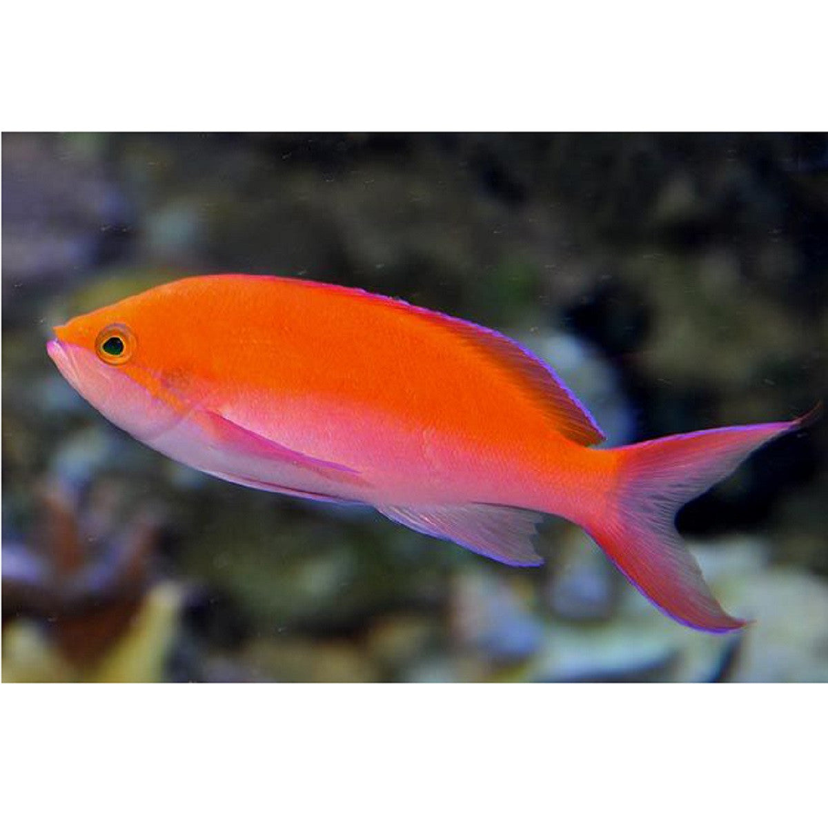 Bicolor Anthias - Violet Aquarium