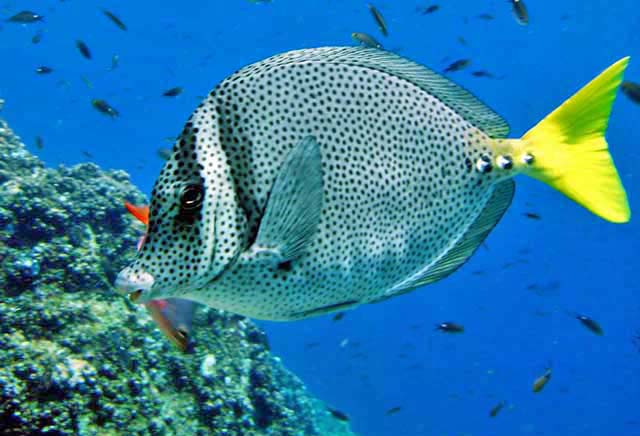 Razor Tang (Costa Rica)