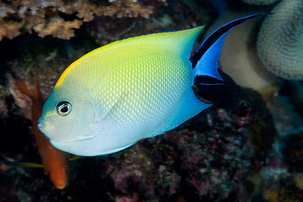 Swallowtail Angelfish Female - Violet Sea Fish and Coral