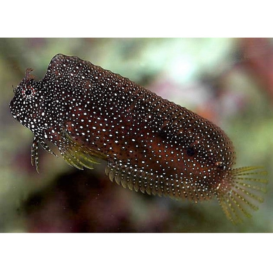 Starry Blenny - Violet Aquarium