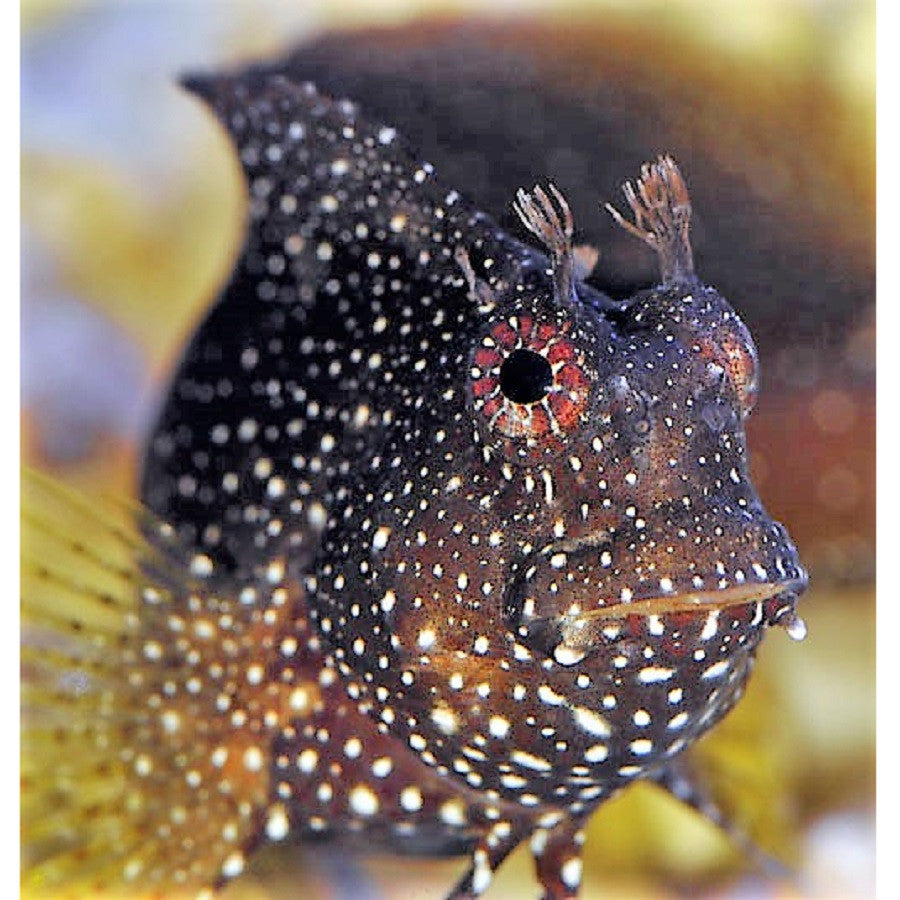 Starry Blenny - Violet Aquarium