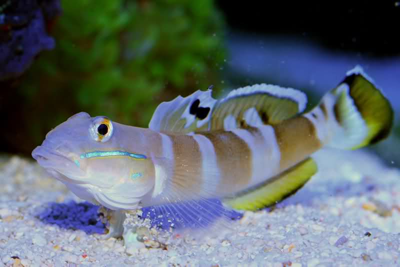 Tiger Wardi Goby - Violet Aquarium