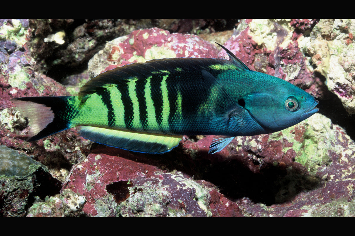 Torpedo Wrasse