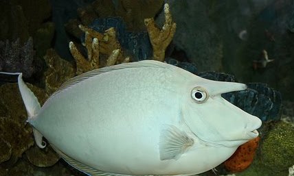 Unicorn Tang Fish Show Size with a Long and Streamers Male (Maldives) - Violet Sea Fish and Coral