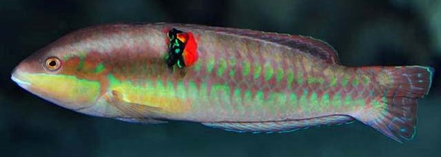 Wounded Wrasse