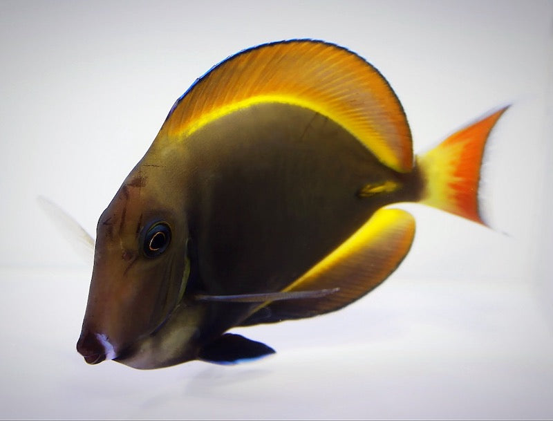 Hybrid Achilles Goldrim Tang Fish Sale - Violet Sea Fish and Coral