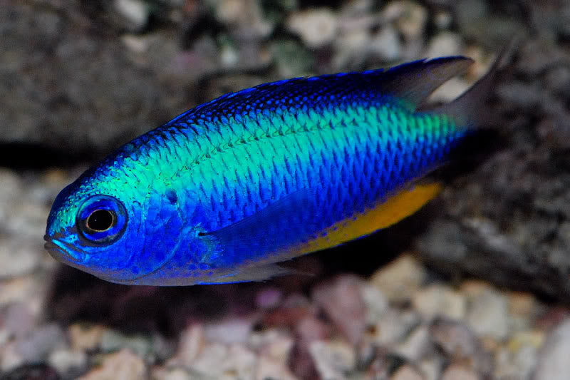 Damselfish – Violet Aquarium