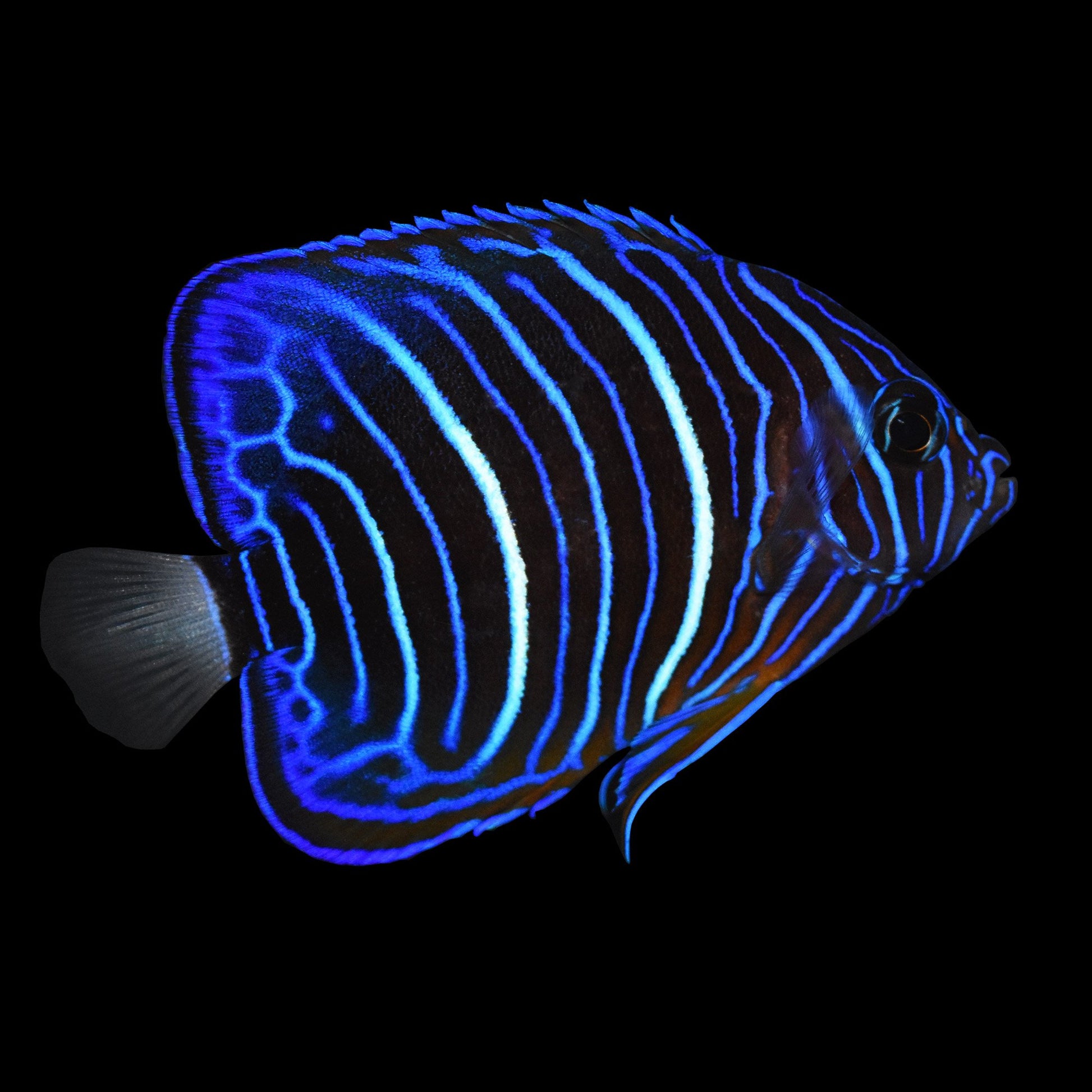 Blue Ring Angelfish Juvenile - Violet Sea Fish and Coral