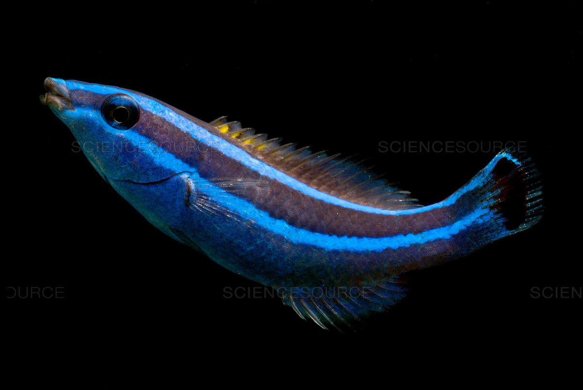 Red Sea Cleaner Wrasse - Violet Sea Fish and Coral