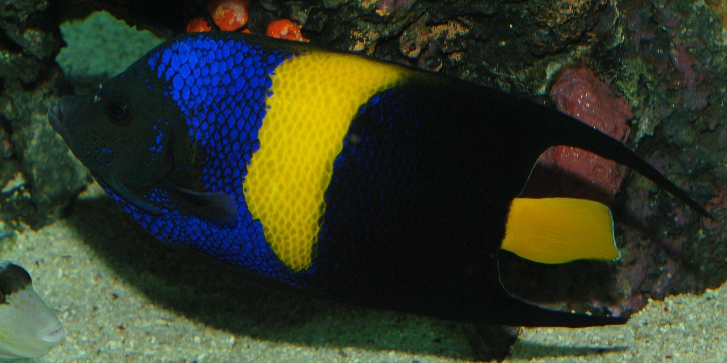 Asfur Angelfish - Violet Aquarium