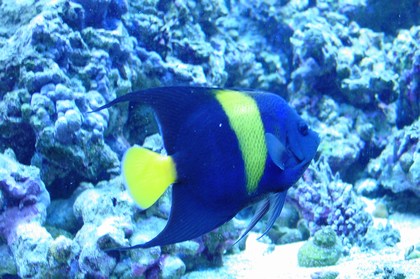 Asfur Angelfish - Violet Aquarium